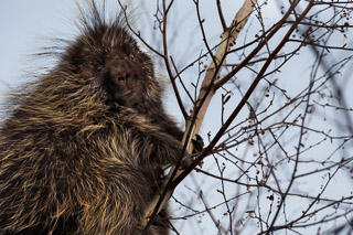 Porcupine Feasting