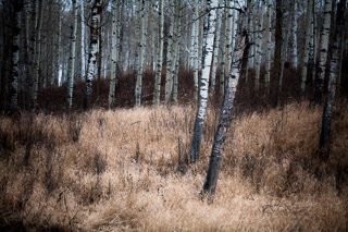 Layers of Grass in the Poplar Forest