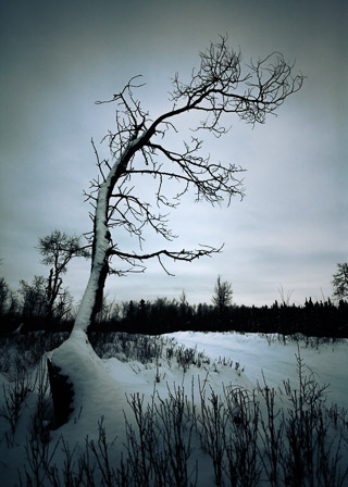 Tree Reaching Over Trail