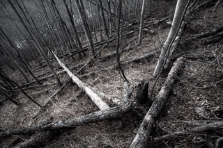 Matchsticks