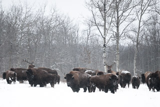 Elk and Bison
