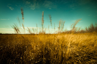 Wind Tossed Gold