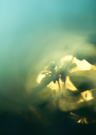 Into the Sun: Dogbane Shadows