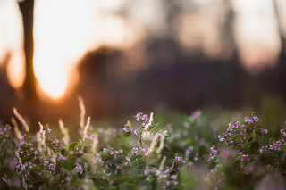 Dogbane Sunset
