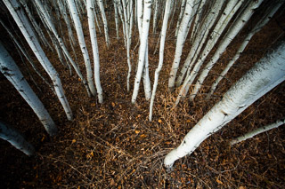 Fall Aspen Perspective
