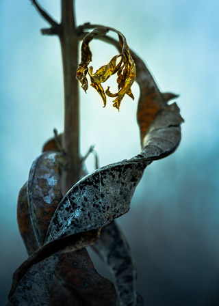 Winter Fireweed Curls