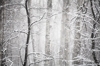 Snow Softened Forest