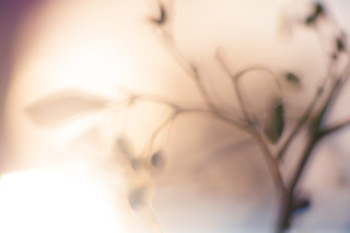 Into the Sun: Alder Catkin Shadows