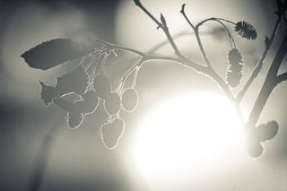 Alder Catkin Halo