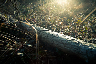 Runic Trunk