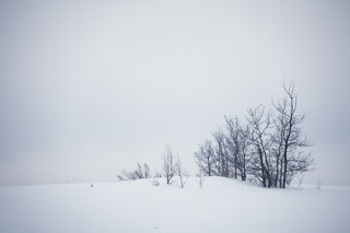 Angled Copse
