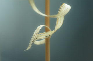 Weightless Embrace