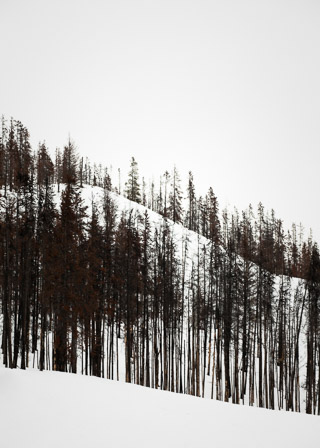 Snowy Hills in a Burned Forest