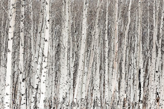Poplar Trunks