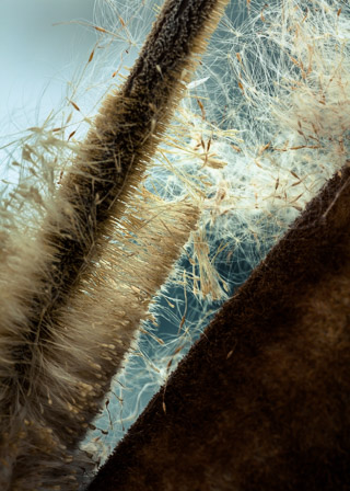 Seeding Cattails