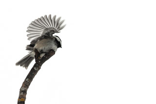 Chickadee with Fanned Wing