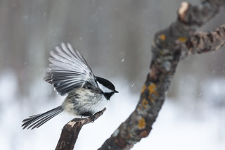 Flight in the Falling Snow