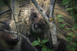 Peering Porcupine