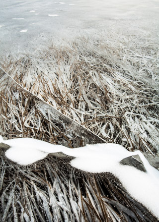 Ice-Captured Grass