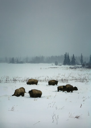 Herd on Astotin Lake