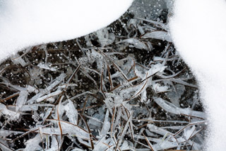 Entombed in Ice