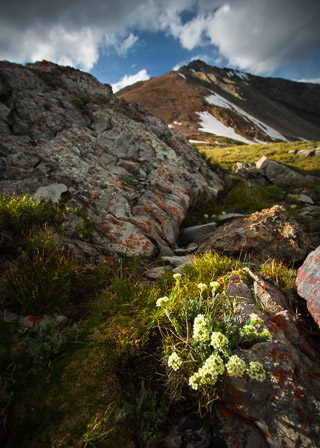 Alpine Flowers and Lichen