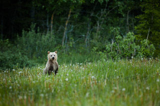 Curious Cub