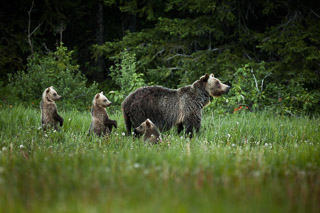 Grizzly Cubs on Alert