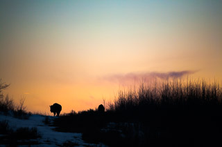 Bison Silhouette