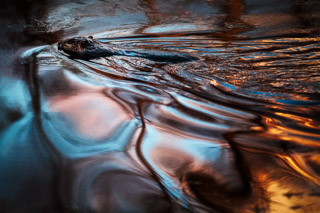 Icy Sunset Swim