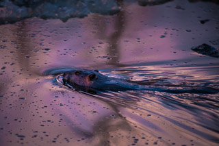 Icy Swim