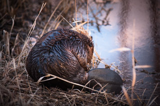 Curled Up on the Shore