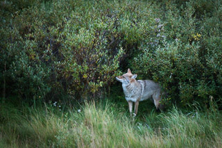 Pausing Coyote