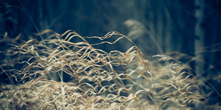 Grass Locks