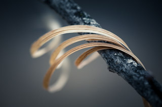 Curled Over a Branch