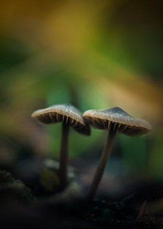 Mushroom Pals
