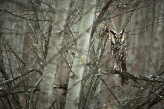 Long-Eared Owl