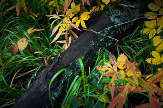 Richness of a Fall Rain