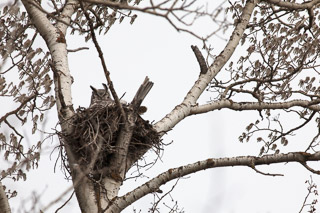 Great Horned Owl Nesting