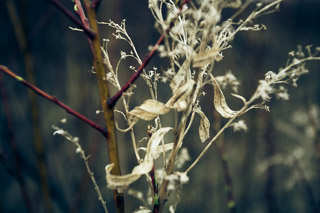 Wet and Dry Spring