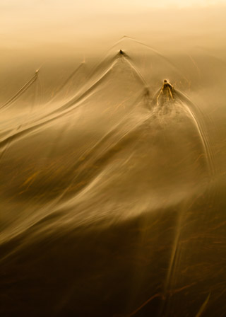 Grass Wake