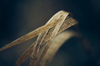 Pierced Grass
