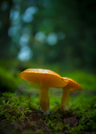 Orange Mushrooms in Moss
