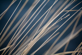 Strokes of Grass