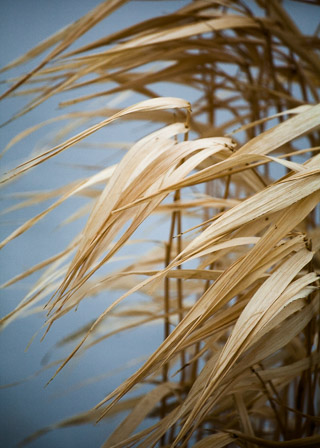 Nodding Stalks
