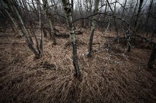 Young Poplars and Lichen