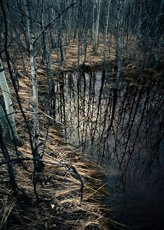 Depression in the Woods