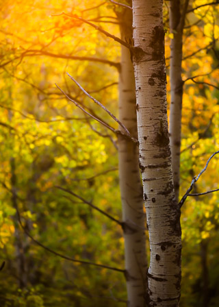 Warm Fall Poplars