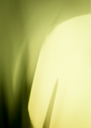 Into the Sun: Spring Grass