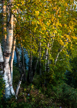 Fall Birch at Sunset